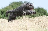 BOUVIER DES FLANDRES 005